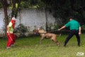 Padreadores - Fila Brasileiro Tigrado - Canil Singular - Vingador